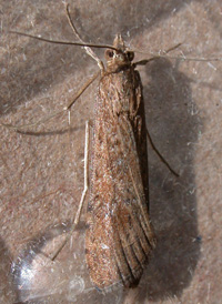 Lucerne Moth
